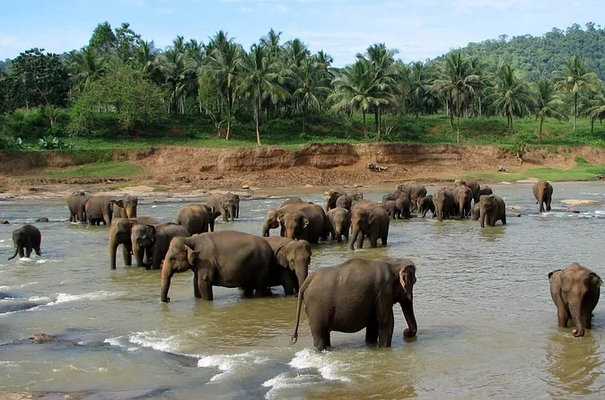 Privater Tagesausflug nach Kandy & Pinnawala